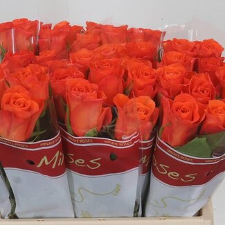 Freshy Rosa Orange Wave