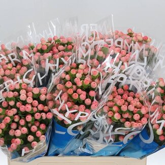 Freshy Hypericum Coco Tiamo