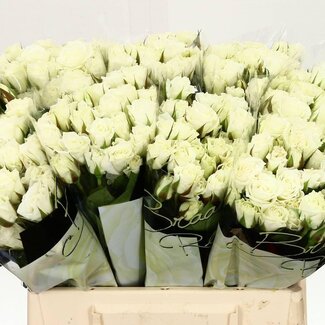 Freshy Trosroos “Viviane” | Kleur: Wit | Lengte ± 40 centimeter | Per 20 stelen