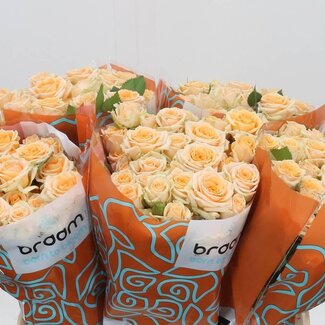 Freshy Hollandse Trosroos “Trinity” | Kleur: Oranje | Lengte ± 40 centimeter | Per 20 stelen