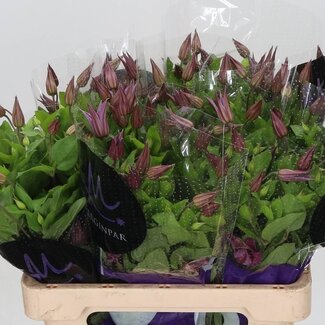 Freshy Clematis Amazing Kyiv