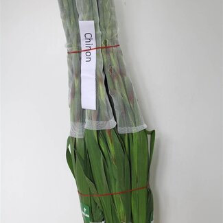 Freshy Grootbloemige Gladiool “Chinon” | Kleur: Rood | Lengte ± 110 centimeter | Gewicht ± 120 gram per tak | Per 10 stelen