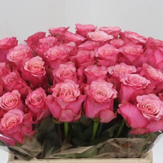 Freshy Grootbloemige Roos “Ramonda” | Kleur: Roze | Lengte ± 40 centimeter | Per 20 stelen