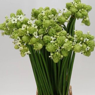Freshy Ornithogalum Saundersiae | Kleur: Groen | Lengte ± 85 centimeter | Per 10 stelen
