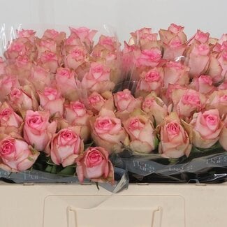 Freshy Rosa Paloma Steffi