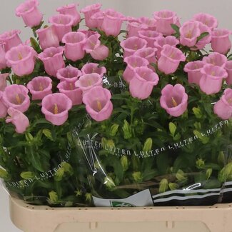 Freshy Campanula M Cam Pearl Pink