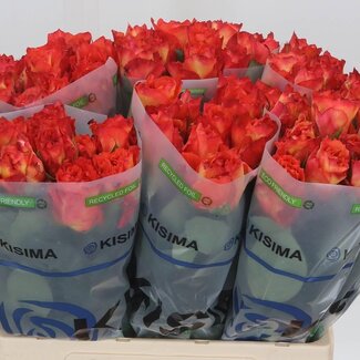 Freshy Rosa Free Spirit