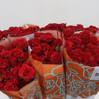 Freshy Trosroos “Mirabel” | Kleur: Rood | Lengte ± 40 centimeter | Per 20 stelen