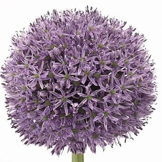 Freshy Allium Gladiator