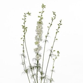 Freshy Consolida R Q White