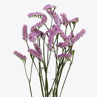 Freshy Limonium S Lucia Pink
