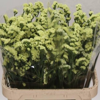 Freshy Limonium Statice “Glossy Wings” | Kleur: Geel | Lengte ± 80 centimeter | Gewicht ± 40 gram per tak | Per 25 stelen
