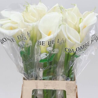 Freshy Zantedeschia Aethiopica “Colombe de la Paix” | Kleur: Wit | Lengte ± 70 centimeter | Per 10 stelen