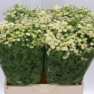 Freshy Tanacetum Parthenium “Rio” | Kleur: Wit | Lengte ± 65 centimeter | Per 25 stelen