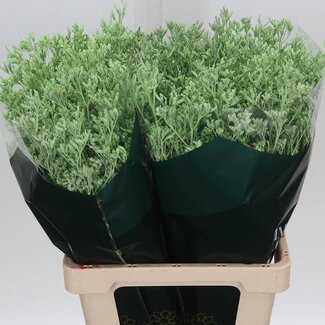 Freshy Limonium Kleurbehandeld “Skylight Mint” | Kleur: Mint | Lengte ± 70 centimeter | Gewicht ± 28 gram per tak | Per 25 stelen