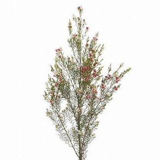Freshy Chamelaucium Waxflower “My Sweet 16” | Kleur: Wit | Lengte ± 70 centimeter | Gewicht ± 60 gram per tak | Per 25 stelen