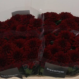 Freshy Chrysant deco Monza