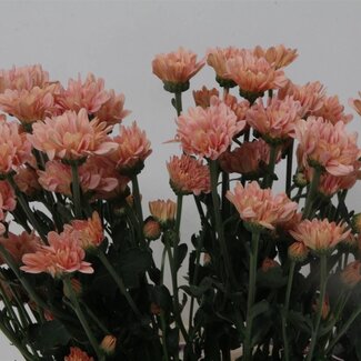 Freshy Troschrysant Chrysanthemum “Katinka Salmon” | Kleur: Oranje | Lengte ± 65 centimeter | Gewicht ± 70 gram per tak | Per 10 stelen
