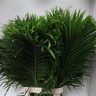 Freshy Chamaedorea Catpalm 120 Cm