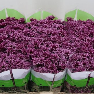 Freshy Chrysanthemum Chrysant Santini “Miri” | Kleur: Paars | Lengte ± 55 centimeter | Per 25 stelen