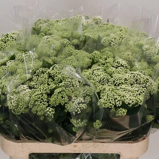 Freshy Eupatorium Rugo Braunlaub