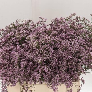Freshy Limonium Safora “Oshi Pink” | Kleur: Paars | Lengte ± 60 centimeter | Gewicht ± 35 gram per tak | Per 25 stelen