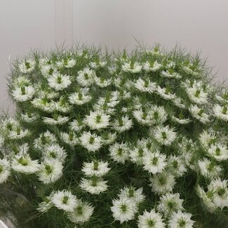 Freshy Nigella D Bridal White
