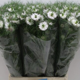 Freshy Nigella Damascena “Mystery White” | Kleur: Wit | Lengte ± 75 centimeter | Per 10 stelen