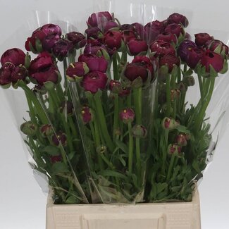 Freshy Ranunculus Elegance Dark Pink Bio