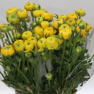 Freshy Ranunculus Asiaticus “Elegance Geel” | Kleur: Geel | Biologisch | Lengte ± 50 centimeter | Gewicht ± 50 gram per tak | Per 20 stelen