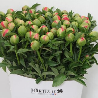 Freshy Paeonia L Coral Sunset 70cm