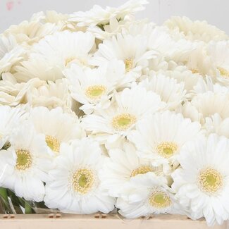 Freshy Germini. Aqua Lobby x20