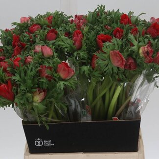 Freshy Anemone Coronaria “Galilee Rood” | Kleur: Rood | Lengte ± 45 centimeter | Per 50 stelen