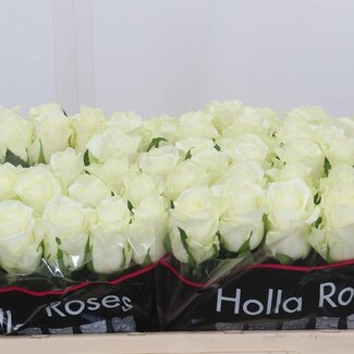 Freshy Rosa Mont Royal