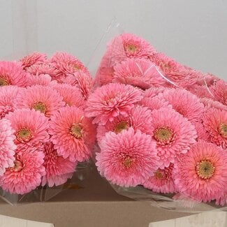 Freshy Germini Pomponi Aqua “Piggy” | Kleur: Roze | Lengte ± 50 centimeter | Per 20 stelen