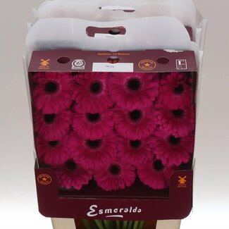 Freshy Gerbera Gr Aqua “Rich” | Kleur: Roze | Lengte ± 45 centimeter | Per 15 stelen