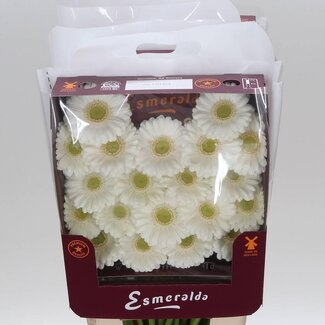 Freshy Gerbera Mi Aqua “Albino” | Kleur: Wit | Lengte ± 45 centimeter | Per 20 stelen