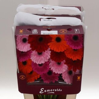 Freshy Gerbera Gr Aqua “Mix Basis” | Kleur: Gemengde Kleuren | Lengte ± 45 centimeter | Per 15 stelen
