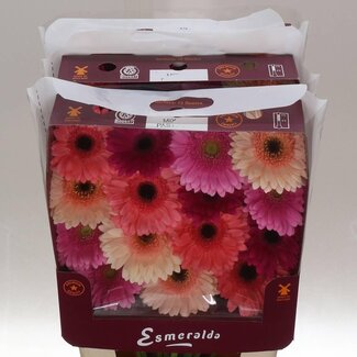 Freshy Gerbera Gr Aqua “Mix Pastel” | Kleur: Gemengde Kleuren | Lengte ± 45 centimeter | Per 15 stelen