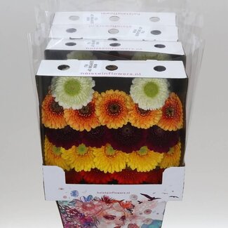 Freshy Gerbera Pomponi Mi Aqua | Kleur: Gemengde Kleuren | Lengte ± 50 centimeter | Per 20 stelen