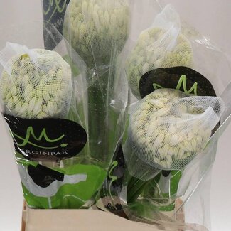 Freshy Agapanthus “Gletsjer” | Kleur: Wit | Lengte ± 70 centimeter | Per 10 stelen