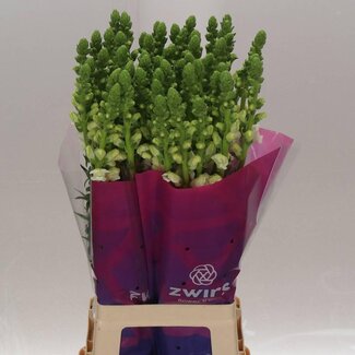 Freshy Antirrhinum Poto White (zwirs)