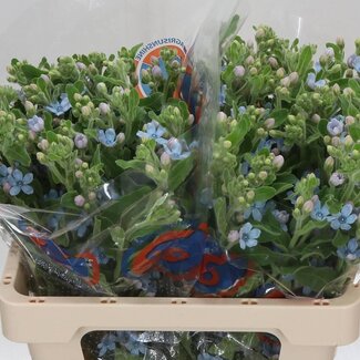Freshy Oxy Co Tanacetum Pure Blue