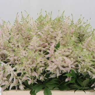 Freshy Astilbe Japonica “Europa” | Kleur: Roze | Lengte ± 60 centimeter | Per 10 stelen