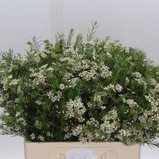 Freshy Chamelaucium Uncinatum Waxflower “Snow Flake” | Kleur: Wit | Lengte ± 70 centimeter | Gewicht ± 50 gram per tak | Per 25 stelen