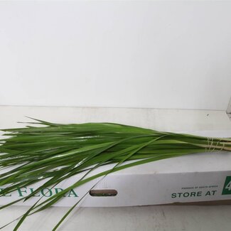 Freshy Typha Latifolia Lisdodde Lang | Kleur: Groen | Lengte ± 90 centimeter | Per 5 bossen