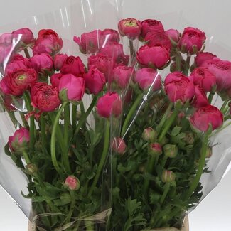 Freshy Ranunculus Asiaticus “Elegance Dark Pink” | Kleur: Roze | Biologisch | Lengte ± 50 centimeter | Gewicht ± 40 gram per tak | Per 20 stelen