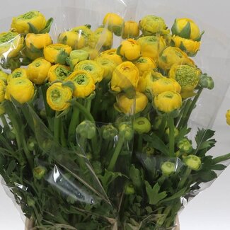 Freshy Ranunculus Elegance Geel Bio