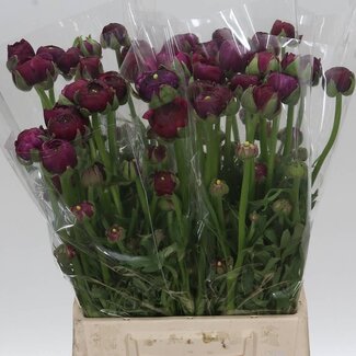 Freshy Ranunculus Amandine Bonbon Bio