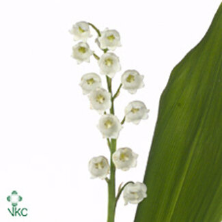 Freshy Convallaria Majalis